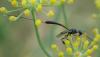 286644 – Photo : Catherine Reymonet-Smitten – France (31)
